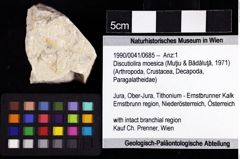 Foto (Objket + Etiketten) von Discutiolira moesica (Muţiu & Bădăluţă, 1971) 